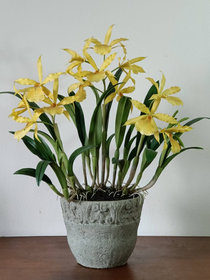 Orchid Basics