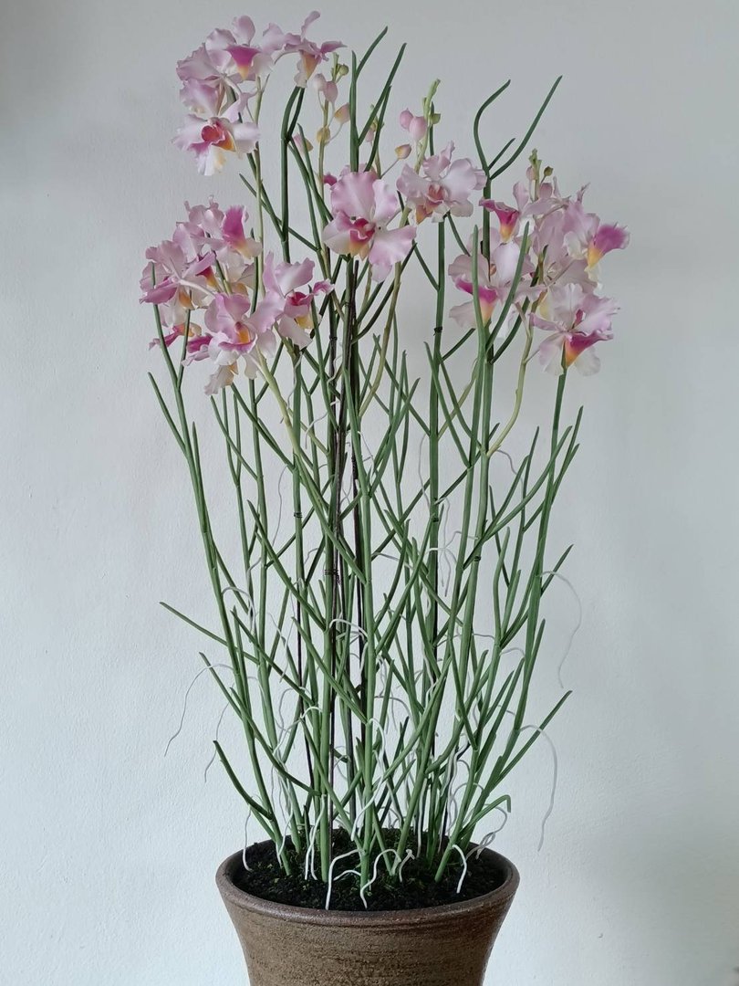 Orchid Wonders Await...
